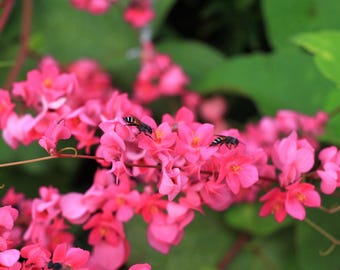 5 CORAL VINE Mexican Creeper Bee Bush Chain of Love Mountain Rose Antigonon Leptopus Bright Pink Climber Ground Cover Flower Seeds