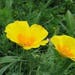 see more listings in the Perennial Flower Seeds section