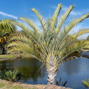 10 TRIANGLE PALM TREE Dypsis Decaryi Rare Tropical from Madagascar Seeds