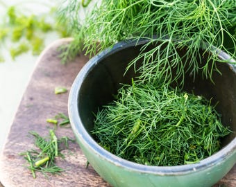 1500 DUKAT DILL Anethum Graveolens Sweet Heirloom European Herb Vegetable Seeds