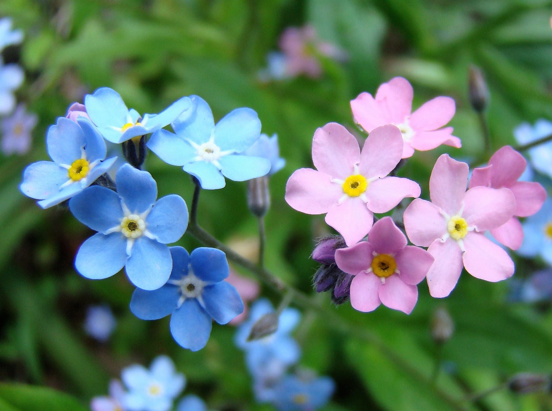 100 Mixed Forget Me Not Pink Blue White Mix Myosotis Flower Etsy India