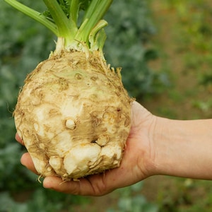 500 Riesen Knollensellerie Wurzelgemüse Samen