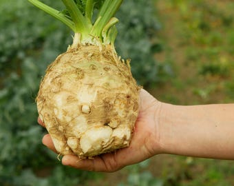 1000粒入り根セロリ種子、野菜、天然、非遺伝子組み換え、伝統品種