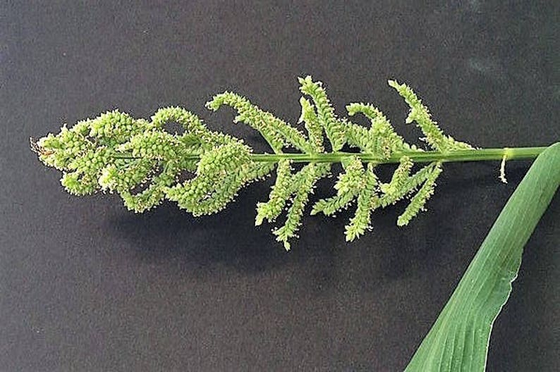 150 JAPANESE MILLET Billion Dollar Grass Grain Echinochloa Etsy