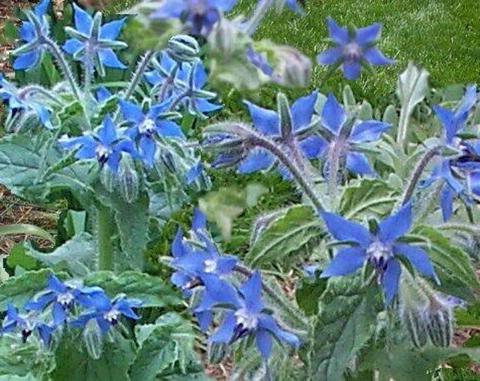 100 Blue Star BORAGE HERB Borago Officinalis Flower Seeds
