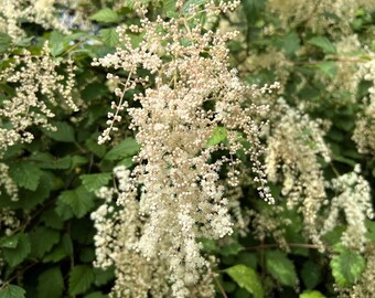 100 White OCEANSPRAY Shrub Creambush Mountain Spray Holodiscus Flower Seeds
