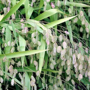 100 NORDHAVSHAVREGRÄS Inlands Chasmanthium Latifolium Frön
