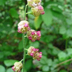 25 FRINGECUP Tellima Grandiflora Odorata Bigflower Fringe Cup Pink Flower Seeds image 1