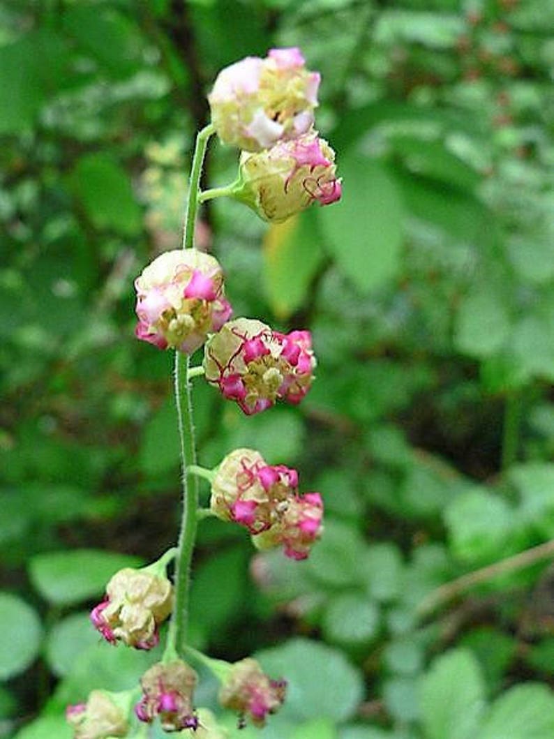 25 FRINGECUP Tellima Grandiflora Odorata Bigflower Fringe Cup Pink Flower Seeds image 1