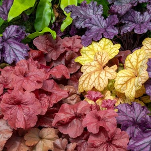 1200 Mixed Colors CORAL BELLS HEUCHERA Shade Flower Seeds