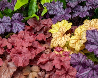 1200 Mischfarben KORALLENGLOCKEN HEUCHERA Shade Blumensamen