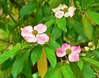 5 Flowering PINK DOGWOOD Cornus TREE Seeds