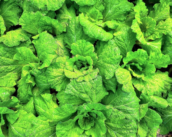 Lettuce Leaf Basil Seeds Etsy