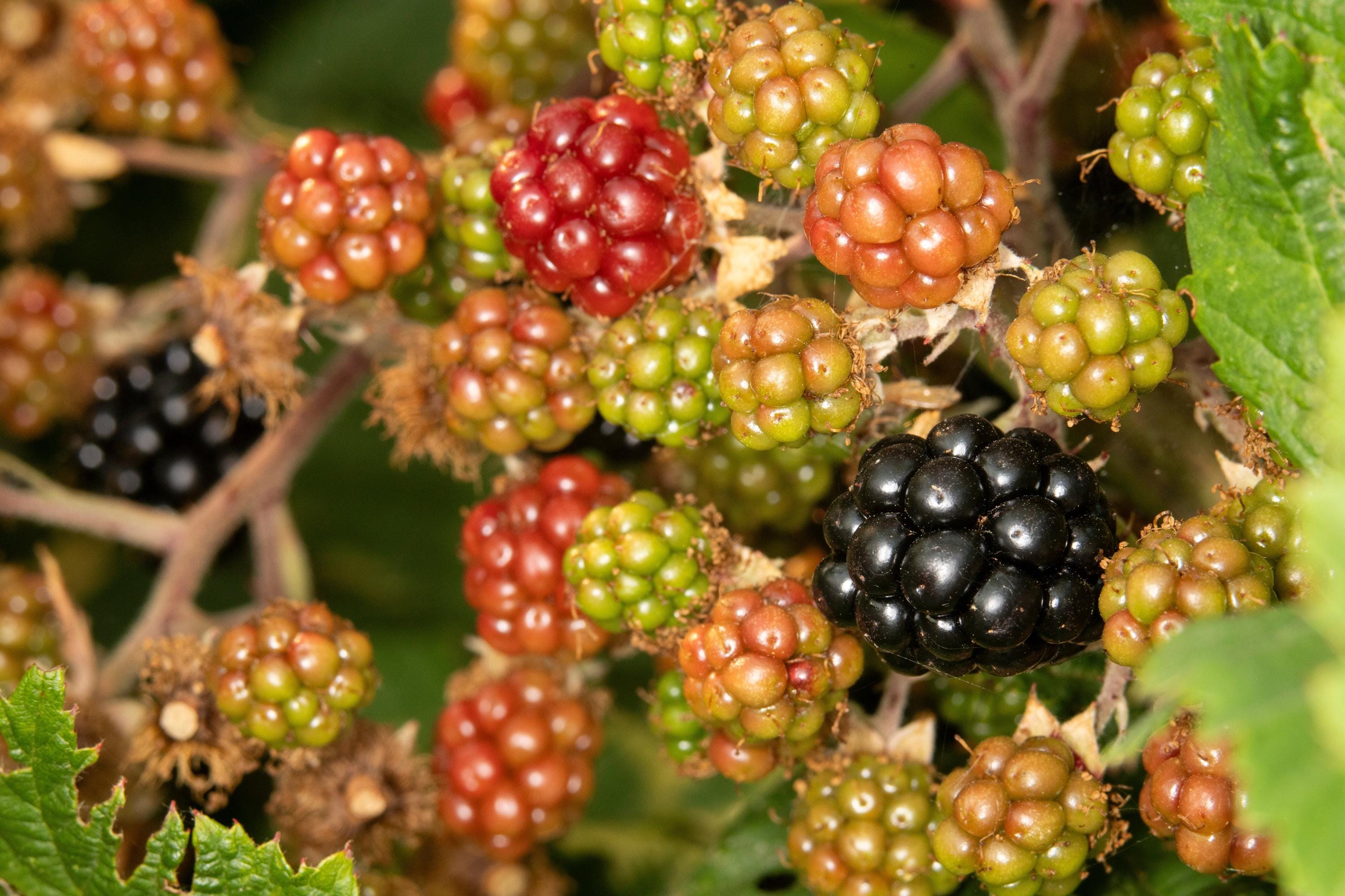 50+ Blackberry Seeds (Rubus ursnus) Thornless Bush, Calforna Frut