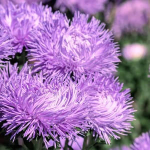 30 VIOLET Purple NEEDLE ASTER Callistephus Chinensis Unicom Flower Seeds *Flat Shipping