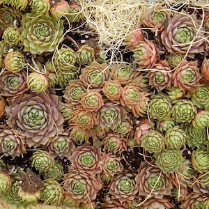 25 MIXED HENS & CHICKS Chickens Succulent (Live Forever) Sempervivum Flower Seeds