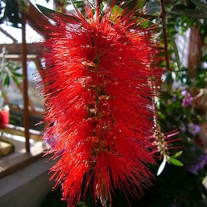 40 CRIMSON BOTTLEBRUSH Callistemon Citrinus Flowering Shrub Bush Small Tree Seeds image 5