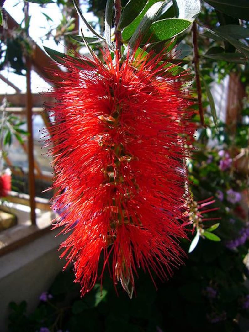 40 CRIMSON BOTTLEBRUSH Callistemon Citrinus Flowering Shrub Bush Small Tree Seeds image 5