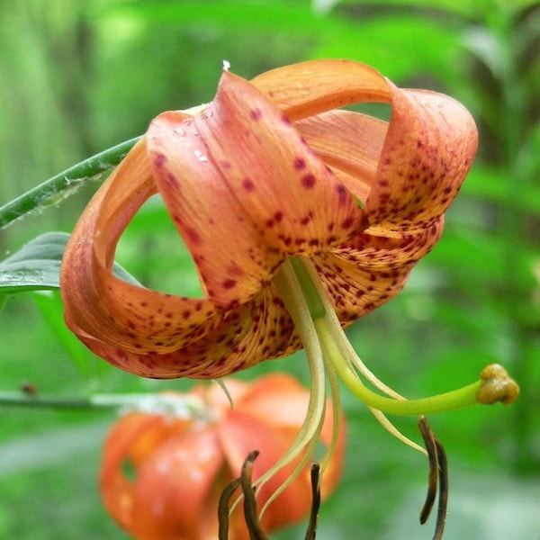 20 Orange TURKS CAP Tiger LILY Lilium Superbum Heirloom Native Perennial Flower Seeds