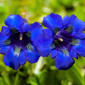 15 Blue STEMLESS GENTIAN Gentiana Acaulis Kochiana Flower Seeds Flat Shipping image 7