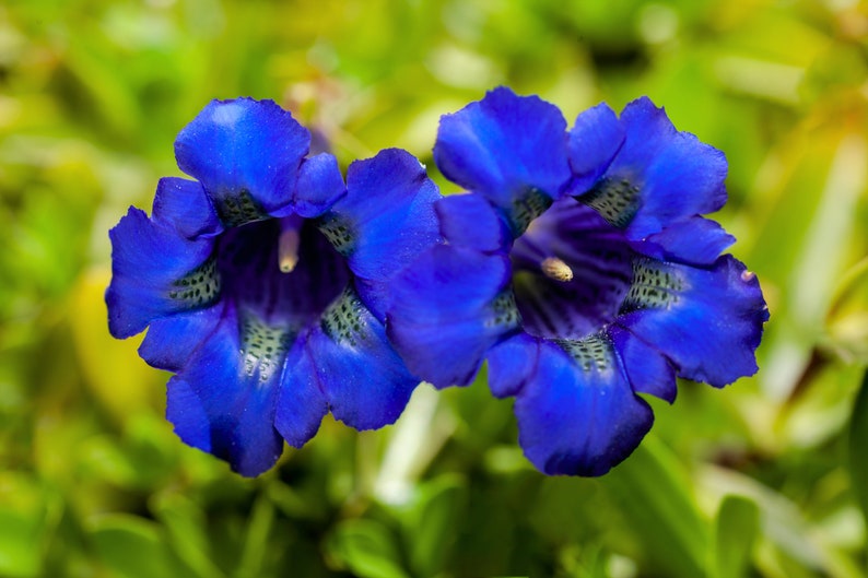 15 Blue STEMLESS GENTIAN Gentiana Acaulis Kochiana Flower Seeds Flat Shipping image 7