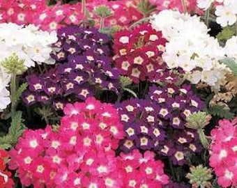 100 MIXED COLORS VERBENA Hortensis Flower Seeds