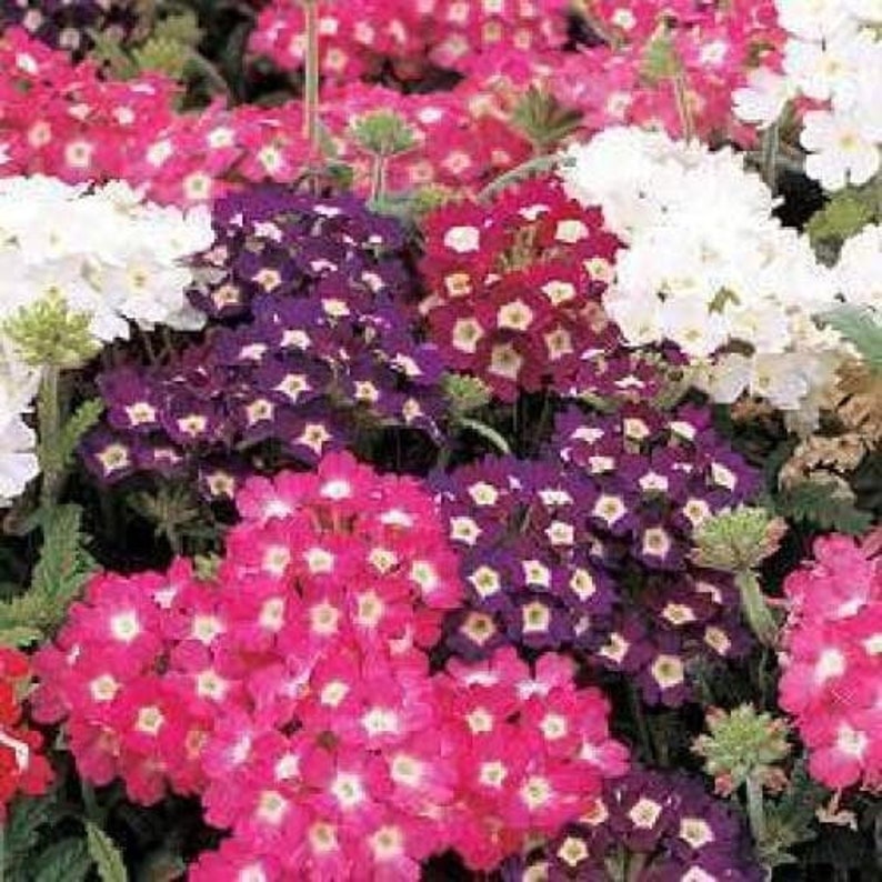 100 MIXED COLORS VERBENA Hortensis Flower Seeds image 1