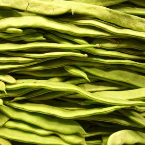 50 ロマノブッシュビーン イタリアンフラットグリーンポッド Phaseolus Vulgaris 野菜種子
