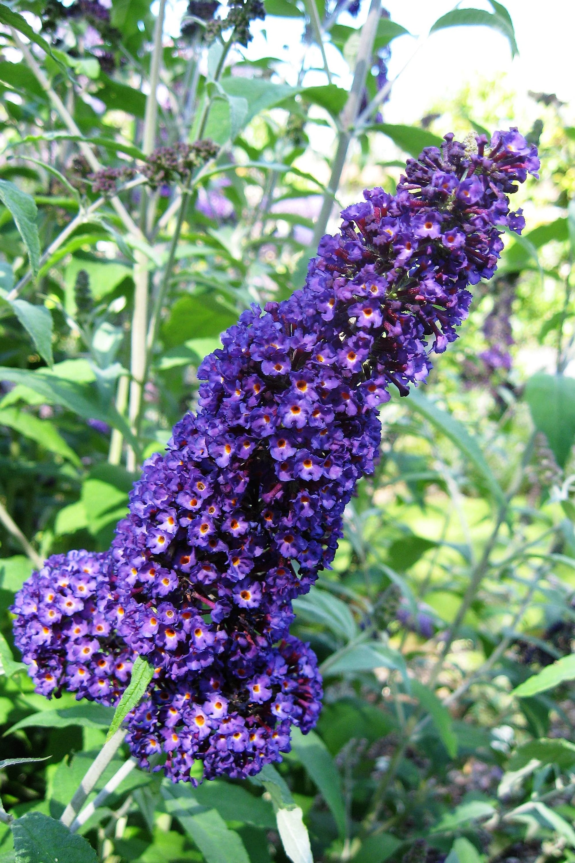 50 Dark PURPLE BUTTERFLY BUSH Buddleia Davidii Hummingbird