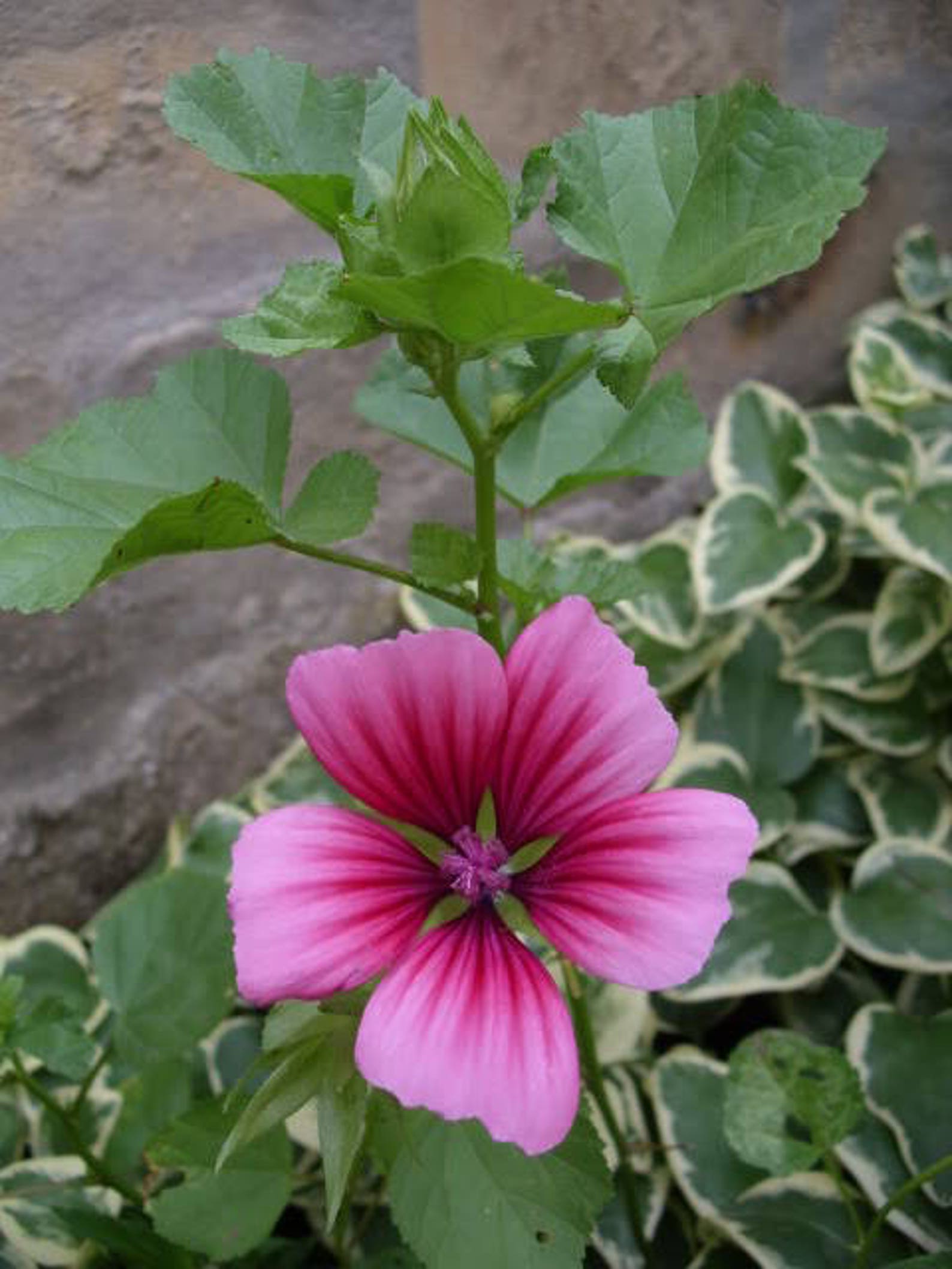 10 VULCAN MALOPE Trifida / Mallowwort / Mallow Flower Seeds Etsy