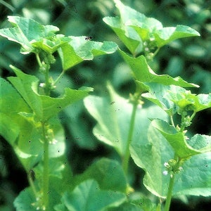 100 CHINESE MALLOW Malva Verticillata aka Musk or Cluster Mallow White Flower Dong Kui Zi Herb Mauve Frisee Vegetable Seeds image 7