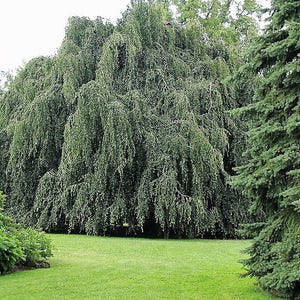 50 SILVER WEEPING BIRCH Tree White European Betula Pendula Alba Seeds Comb S/H image 5