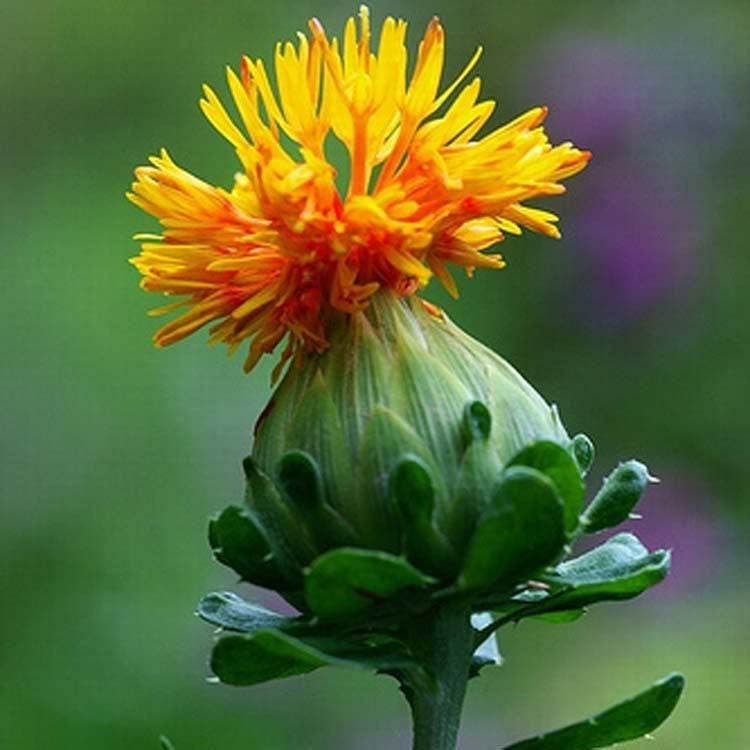 300 SAFFLOWER Saffron Carthamus Tinctorius Yellow Orange