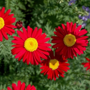 100 Röda Röda Tusenskönor Målade Krysantemum Coccineum Pyrethrum Blomfrön