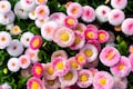 100 Strawberries & Cream ENGLISH DAISY Bellis Perennis Pink Bicolor Flower Seeds