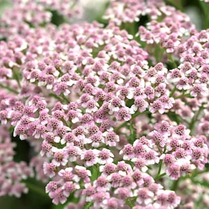 50 LOVE PARADE YARROW Achillea Sibirica ssp. Camtschatica aka Kamchatka & Siberian Yarrow Pale Pink Flower Seeds