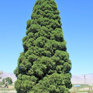 40 GIANT SEQUOIA Sequoiadendron Giganteum Sierra Redwood Tree Seeds Flat Ship image 3