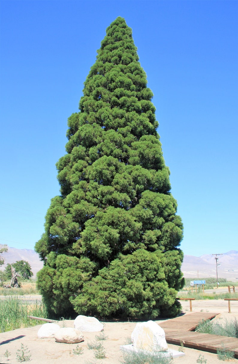 40 GIANT SEQUOIA Sequoiadendron Giganteum Sierra Redwood Tree Seeds Flat Ship image 3