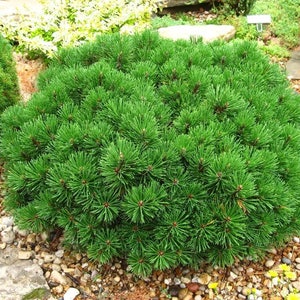 25 MUGO PINE Dwarf Evergreen Pinus Pumilio Shrub Seeds Comb S/H image 2
