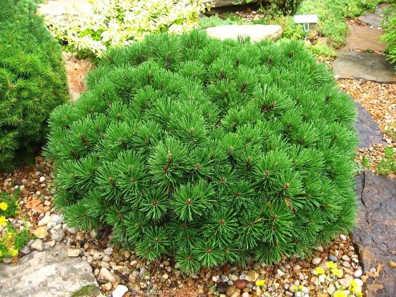 25 MUGO PINE Dwarf Evergreen Pinus Pumilio Shrub Seeds Comb S/H image 2