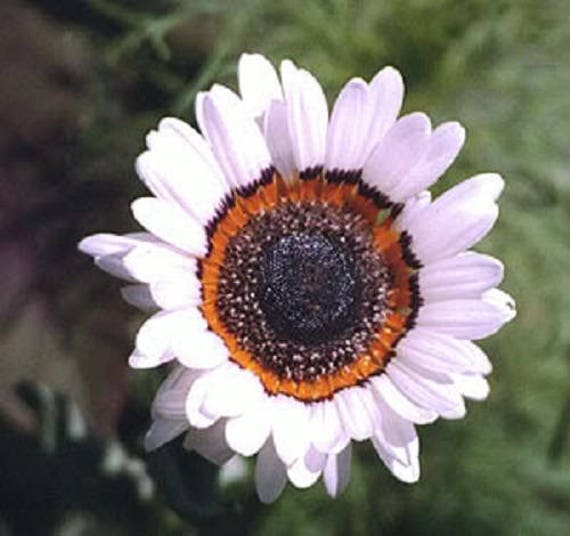 50 White Zulu Prince Cape Daisy Venidium Fastuosum Alba Flower Etsy