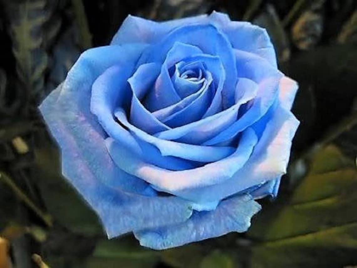 5 BLUE ROSE Rosa Bush Shrub Perennial Flower Seeds Flat | Etsy