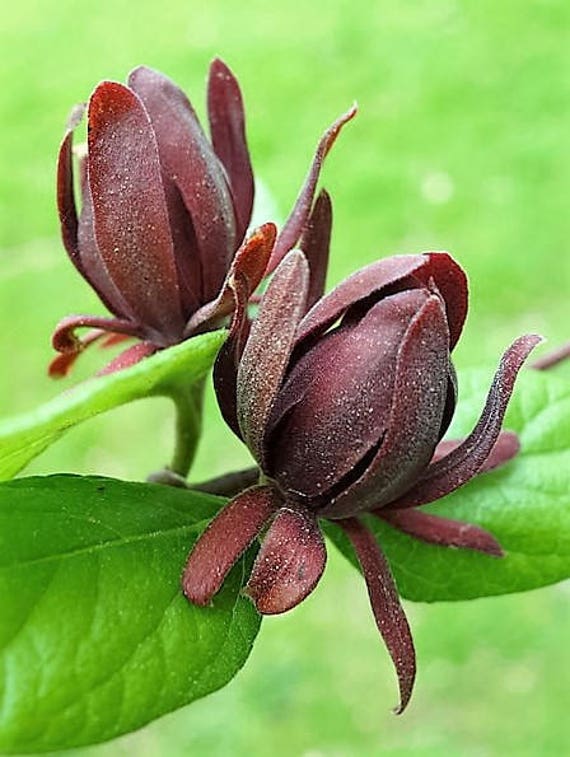 10 SWEETSHRUB Carolina Allspice Fragrant Calycanthus Floridus Shrub Flower Seeds 