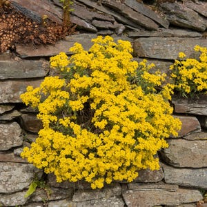 Alyssum saxatile Golden Queen - Basket of Gold - Aurinia saxatilis