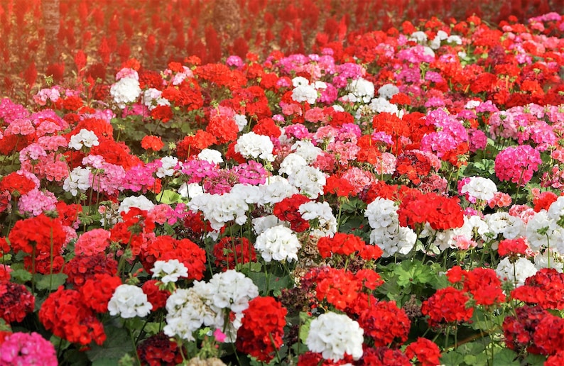 10 MIXED COLORS GERANIUM Pelargonium Zonale Pink Purple White Red 10-mixed-colors-geranium-pelargonium-zonale-pink-purple-white-red