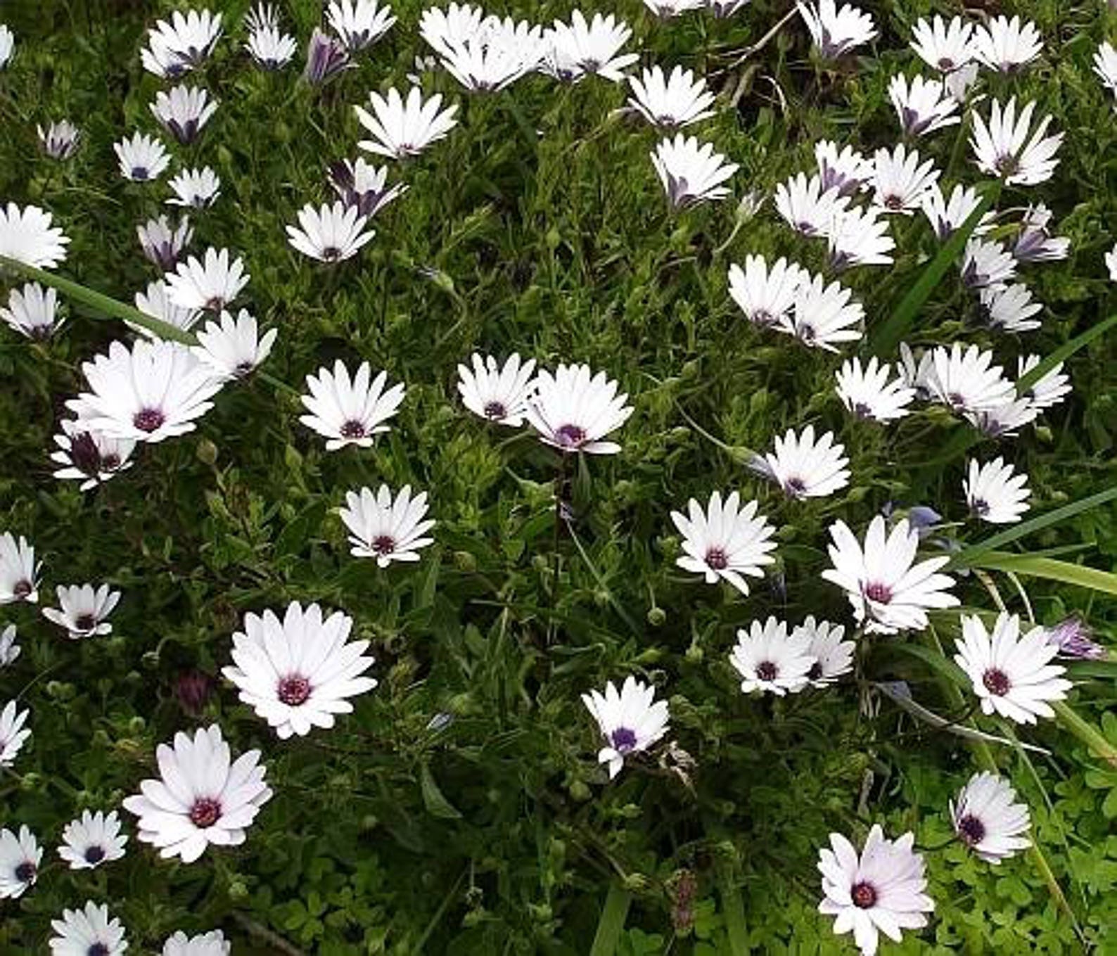 Dimorphotheca 50 WHITE AFRICAN Cape DAISY Dimorphotheca Sinuata Flower Seeds | Etsy