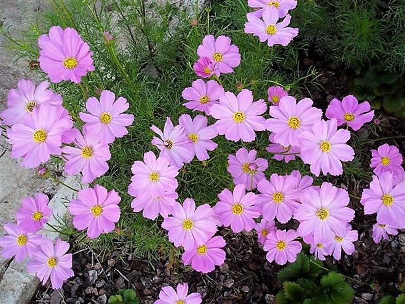 300 DWARF PINK COSMOS Cosmos Bipinnatus Flower Seeds Etsy UK
