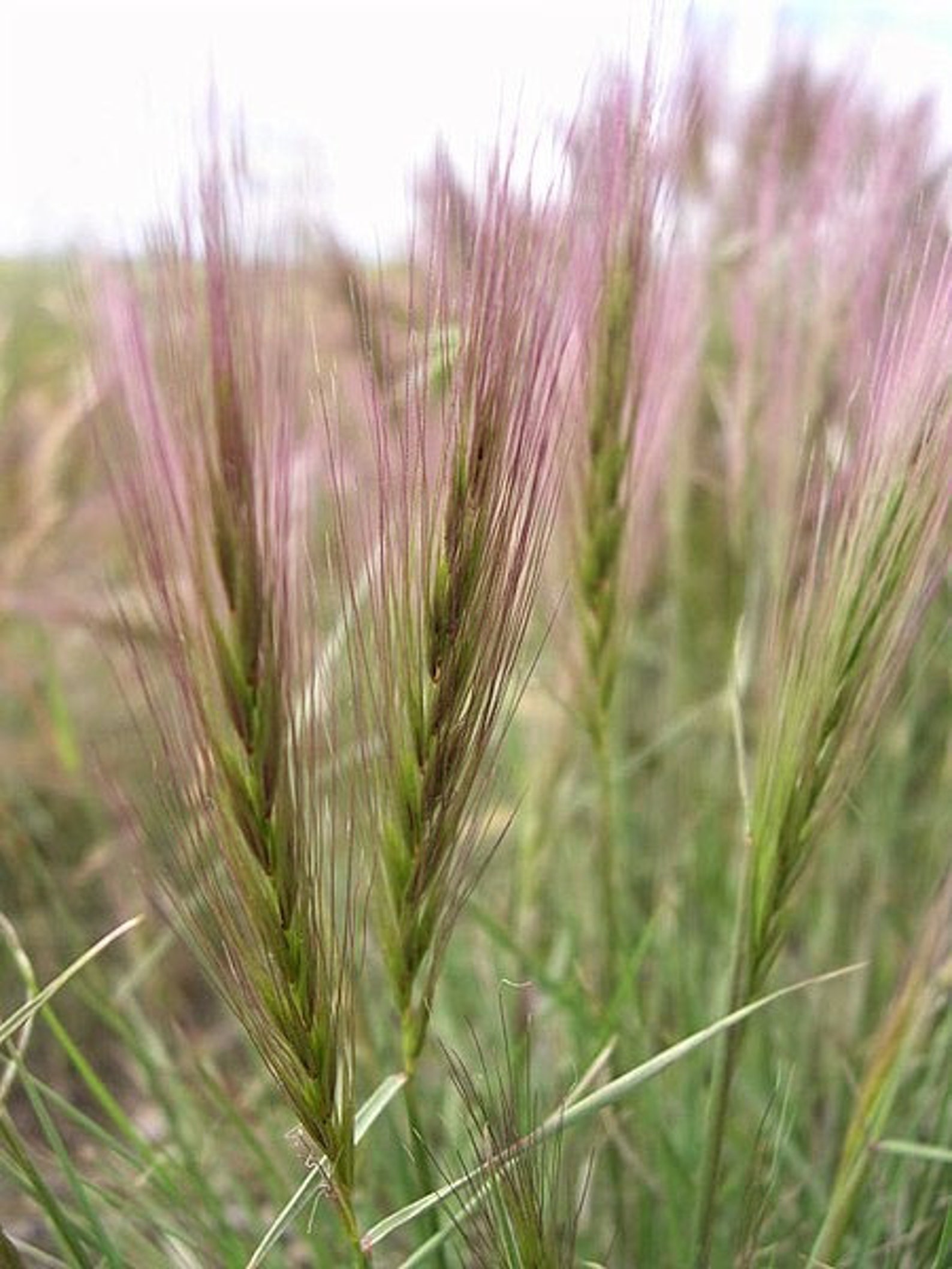 300 Bottlebrush SQUIRRELTAIL RYE GRASS Elymus Elymoides syn Etsy