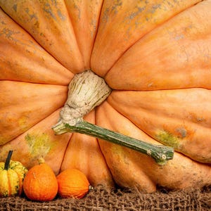 10 Dill's Atlantic Giant Pumpkin Upp till 900 kg Cucurbita grönsaksfrön