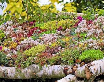150 MIXED SEDUM Stonecrop Succulent Groundcover Red White Yellow Pink Purple Color Mix Flower Seeds
